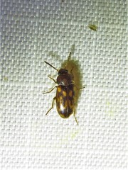 Mycetophagus pluripunctatus