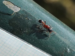 Dilobocondyla fouqueti