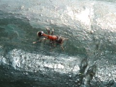 Dilobocondyla fouqueti
