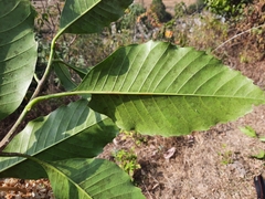 Eriobotrya bengalensis