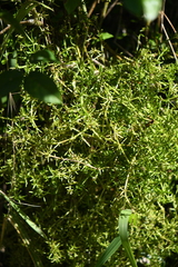 Mycosyrinx cissi