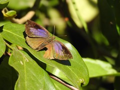 Arhopala bazalus