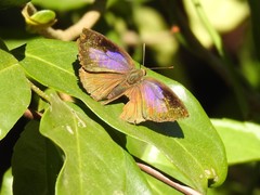 Arhopala bazalus