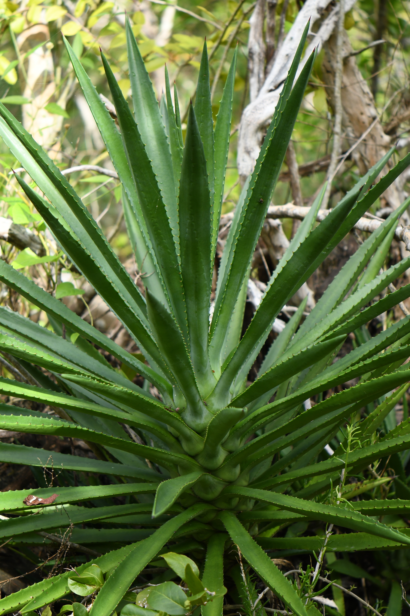 False Sisal (Agave decipiens)  iNaturalist