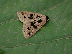 Anoba polyspila