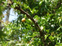 Catunaregam taylorii