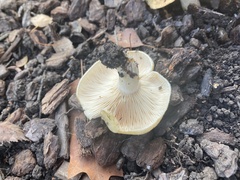 Lactarius alnicola