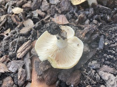Lactarius alnicola