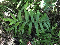 Blechnum minus