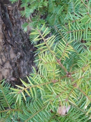 Torreya nucifera