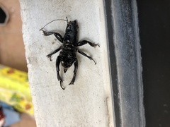 Stenopelmatus minor