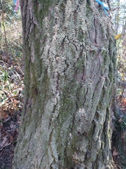 Platypus quercivorus