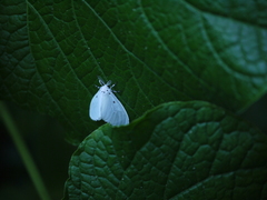 Aruta puncticilia