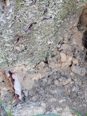 Platypus quercivorus