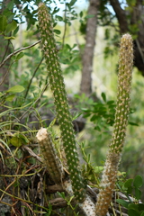 Harrisia fragrans image