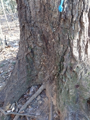 Platypus quercivorus