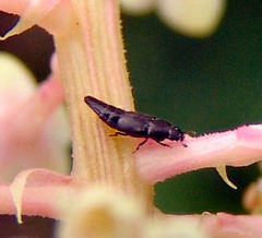 Conotelus obscurus