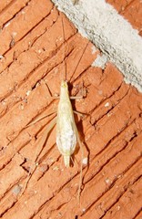 Oecanthus exclamationis
