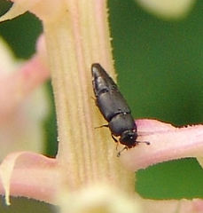 Conotelus obscurus