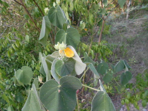 Abutilon grandifolium iNat (2)