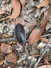 Polyzosteria limbata