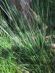 Machaerina teretifolia