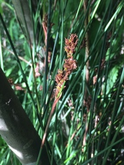 Machaerina rubiginosa