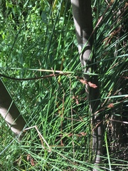 Machaerina rubiginosa