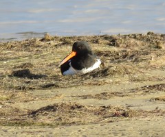 Haematopus longirostris
