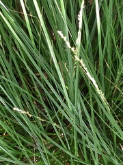 Carex virgata