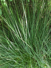 Carex virgata