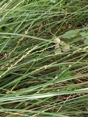 Carex virgata