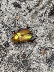 Anoplognathus viridiaeneus