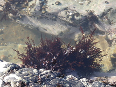 Prionitis linearis