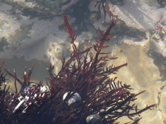 Prionitis linearis