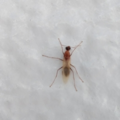 Camponotus variegatus