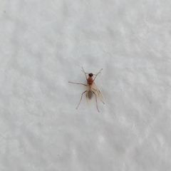 Camponotus variegatus