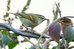 Phylloscopus pulcher