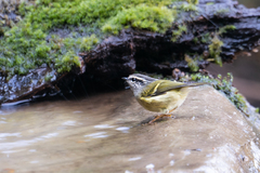 Phylloscopus maculipennis
