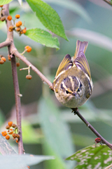 Phylloscopus forresti