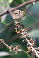 Phylloscopus forresti