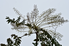 Aralia decaisneana