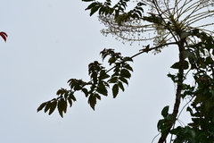 Aralia decaisneana