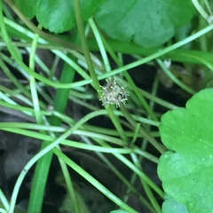 Hydrocotyle pterocarpa