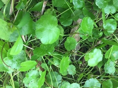 Hydrocotyle pterocarpa