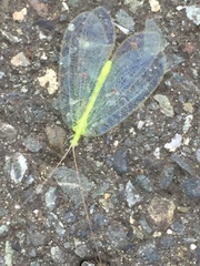 Apochrysa matsumurae