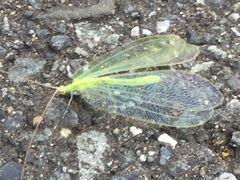 Apochrysa matsumurae