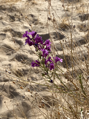 Penstemon thurberi