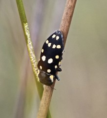 Diphucrania duodecimmaculata