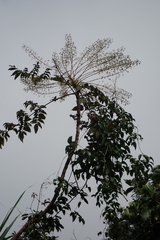 Aralia decaisneana